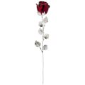Maxi rose