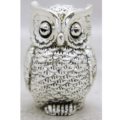 Medium size owl