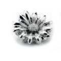 Silver gerbera