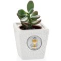 Vase plant holder communion
